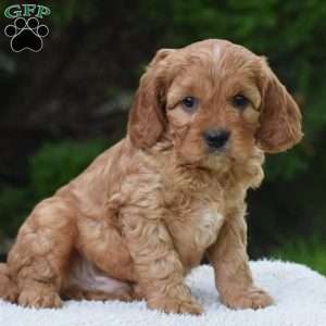 Magnus, Cavapoo Puppy